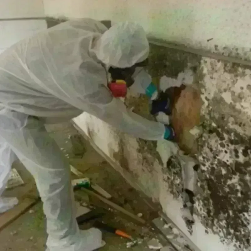 Mold Remediation and Removal in Lake Belvedere Estates, FL